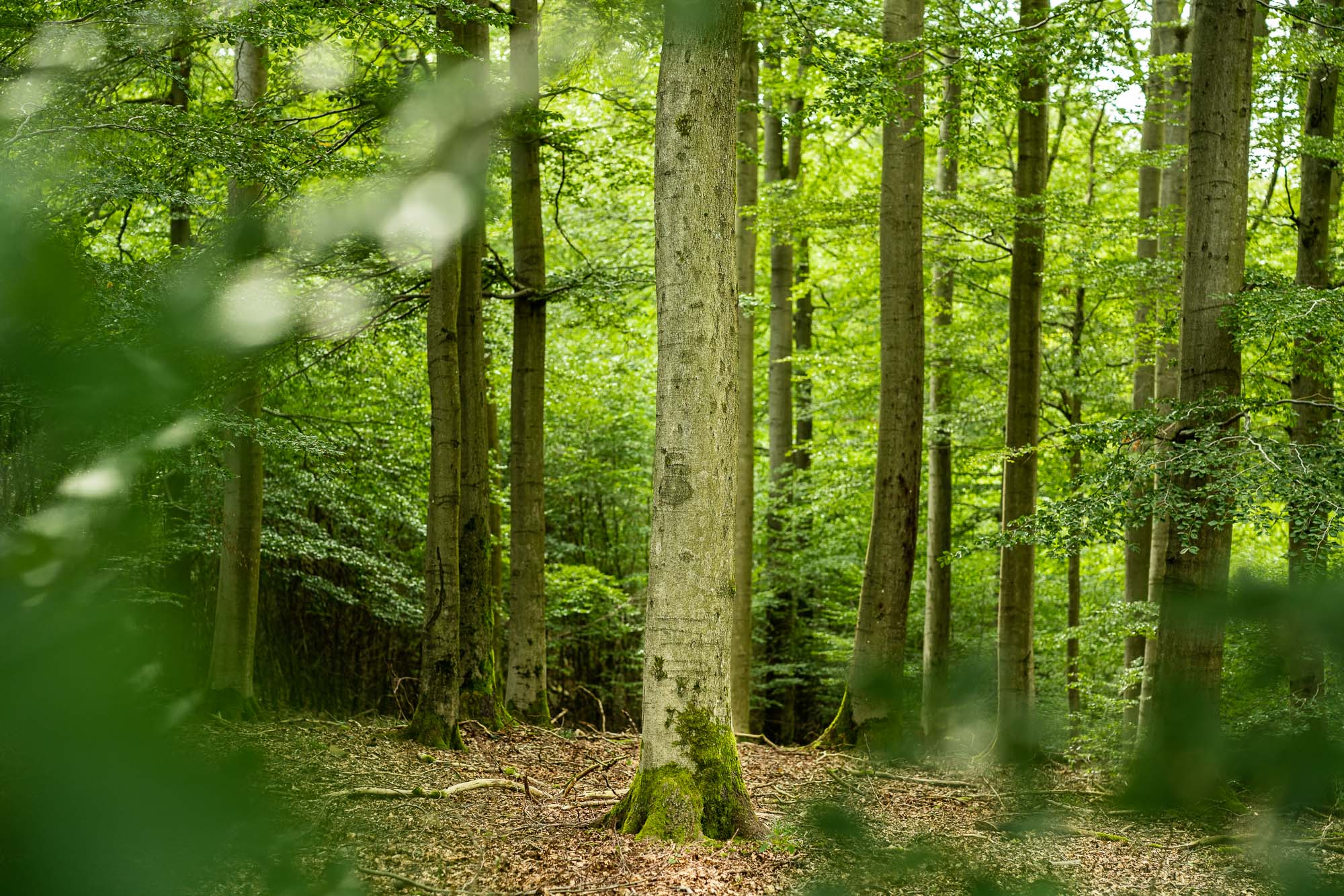 Natur-Foto im hessischen Wald