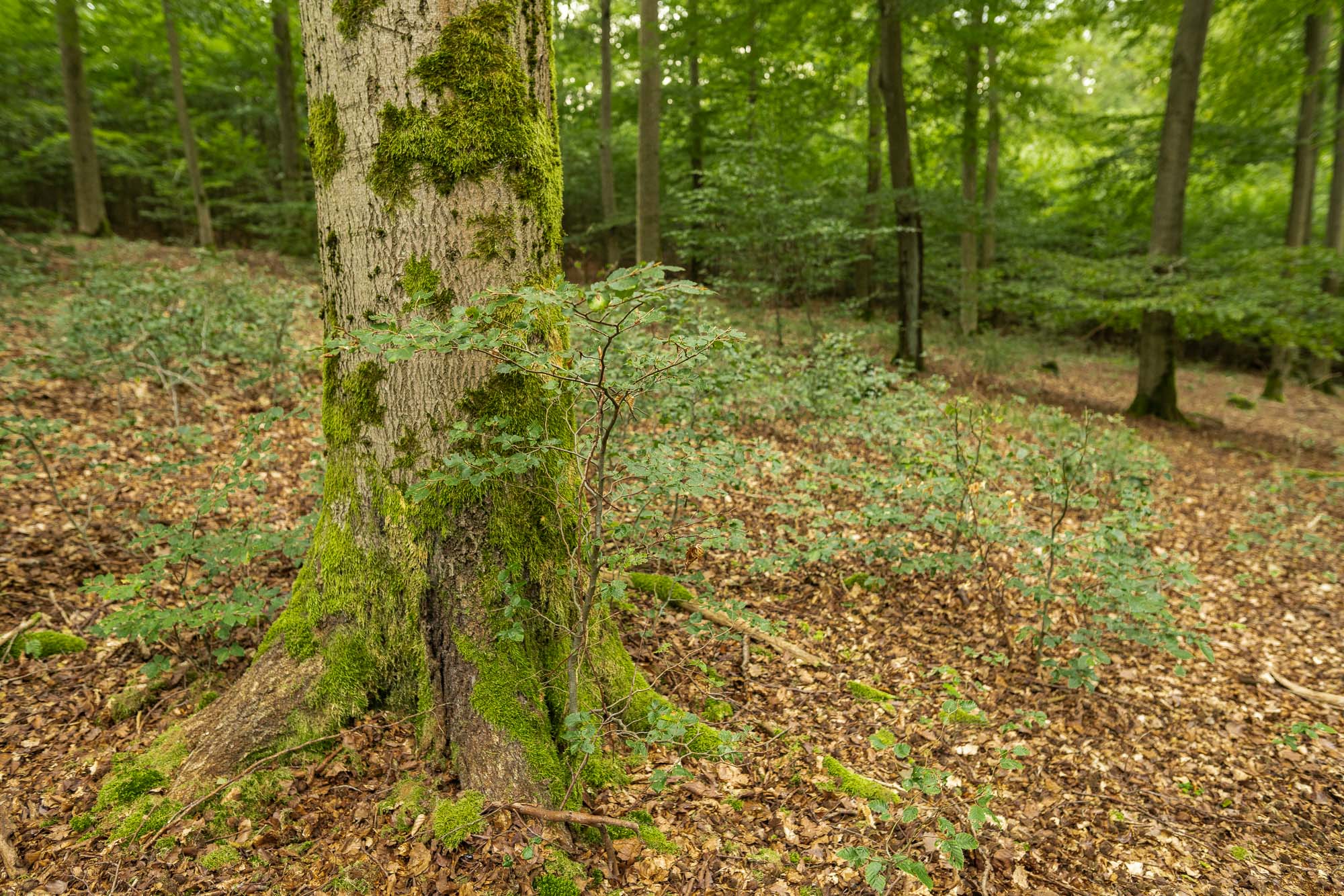 Natur-Foto im hessischen Wald