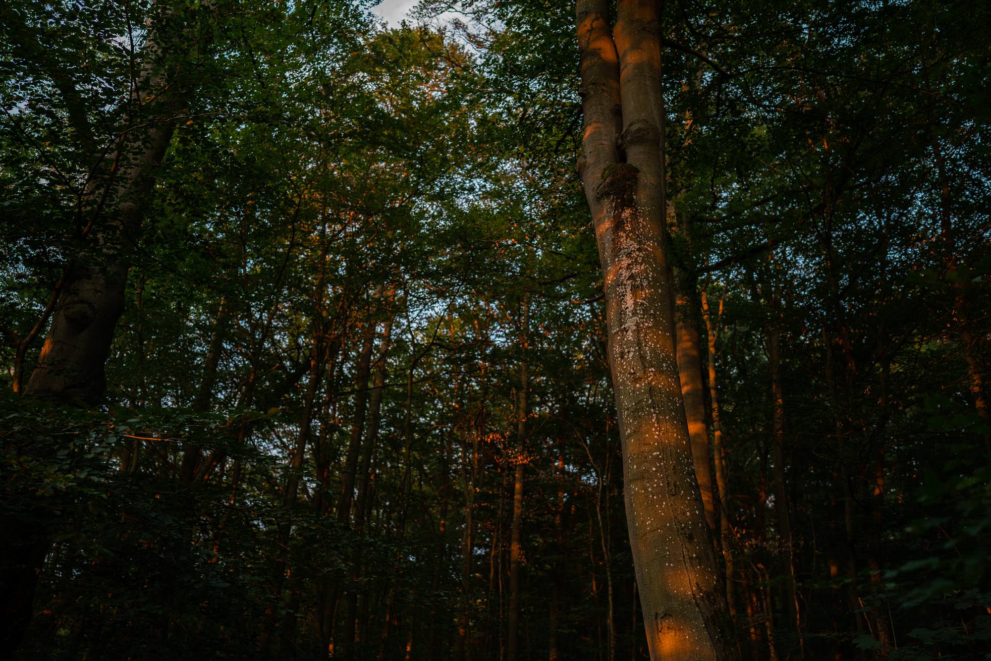 Natur-Foto im hessischen Kellerwald