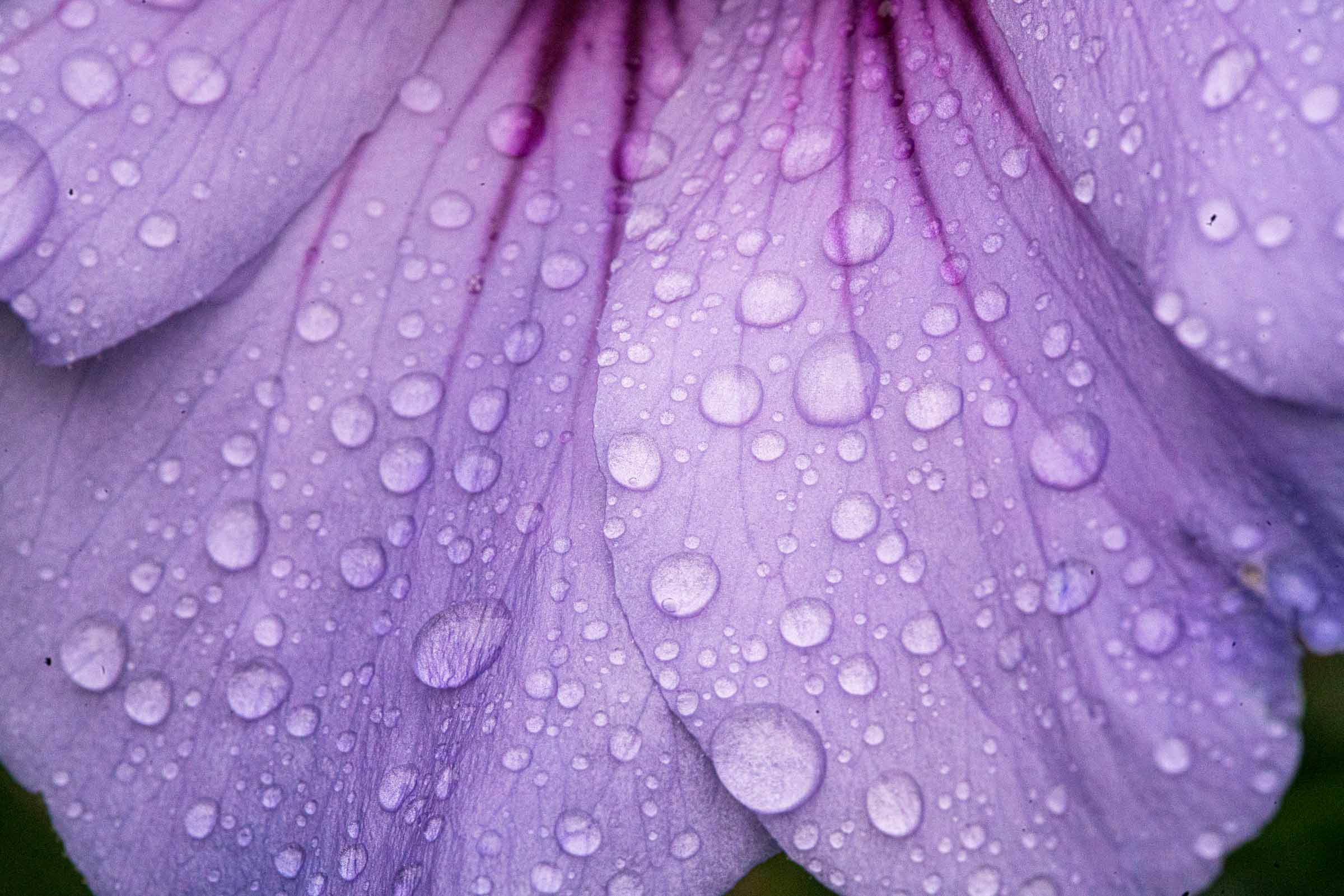 Naturkosmetik Regentropfen auf Blumen Fotografie
