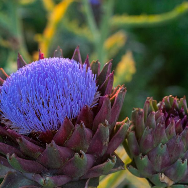 Naturschutz Hessen Fotografie Artischocken