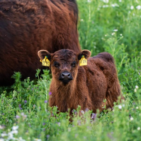 Naturschutz Hessen Fotografie Rinder Landschaftspflege